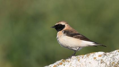Black-eared Wheatear