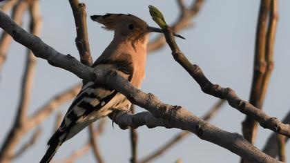 Eurasian Hoopoe