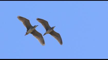Black-crowned Night Heron