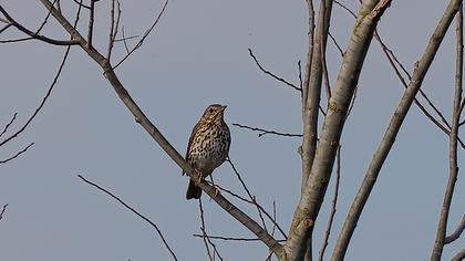 Song Thrush