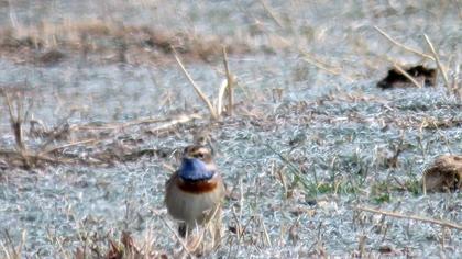 Bluethroat