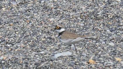 Little Ringed Plover