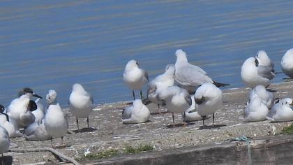 Sandwich Tern
