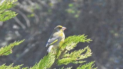 European Greenfinch