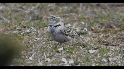 Calandra Lark