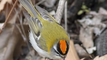 Sürmeli çalıkuşu