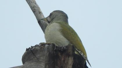 Grey-headed Woodpecker