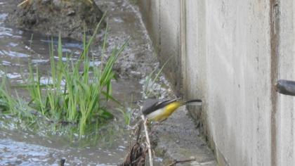Grey Wagtail