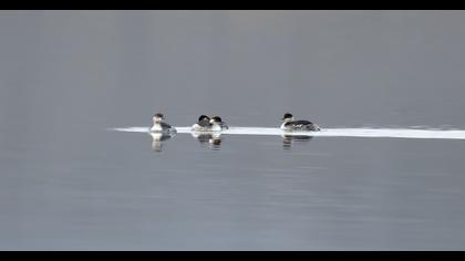 Black-necked Grebe