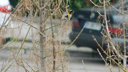 European Goldfinch