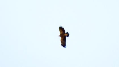 Lesser Spotted Eagle