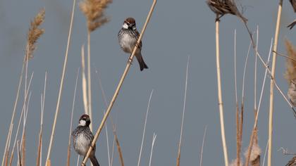 Spanish Sparrow
