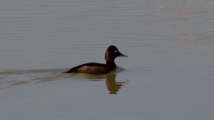 Ferruginous Duck