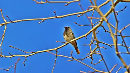 Black Redstart