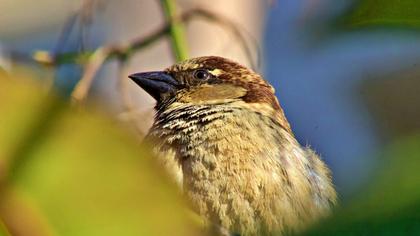 House Sparrow