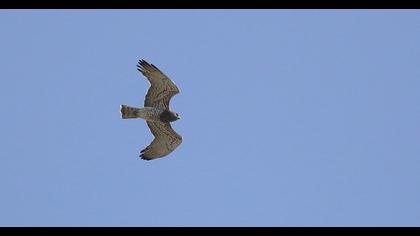 Short-toed Snake Eagle