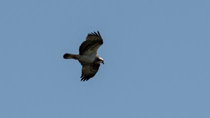 Western Osprey