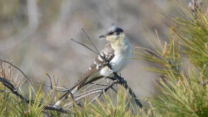 Great Spotted Cuckoo