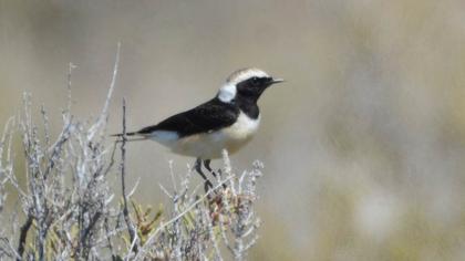 Cyprus Wheatear