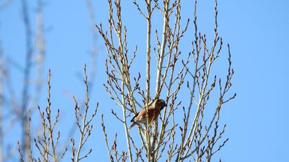 Hawfinch