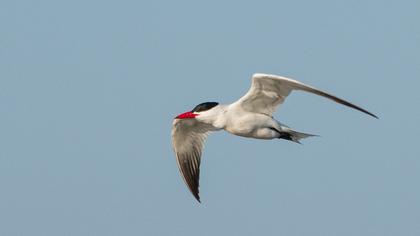 Caspian Tern