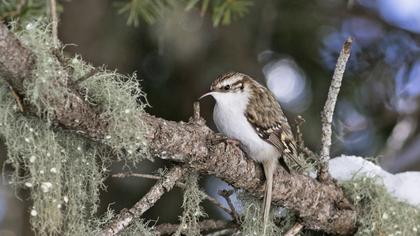 Eurasian Treecreeper