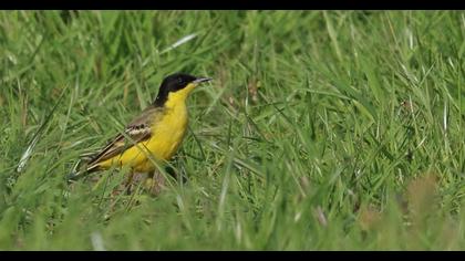 Western Yellow Wagtail