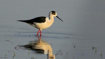 Black-winged Stilt
