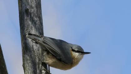 Eurasian Nuthatch