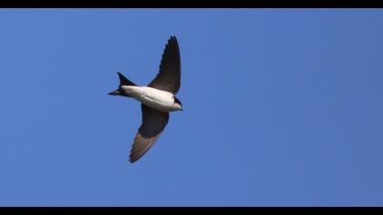 Common House Martin