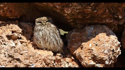 Little Owl