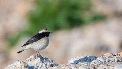 Cyprus Wheatear