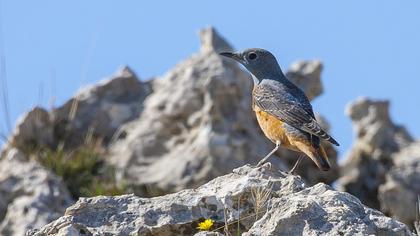 Common Rock Thrush