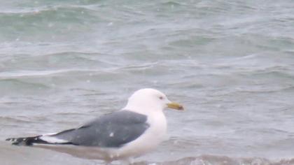 Caspian Gull