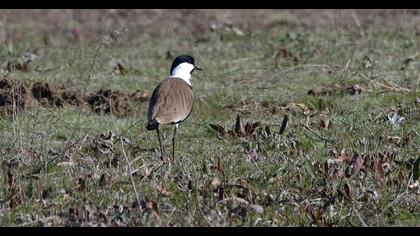 Spur-winged Lapwing
