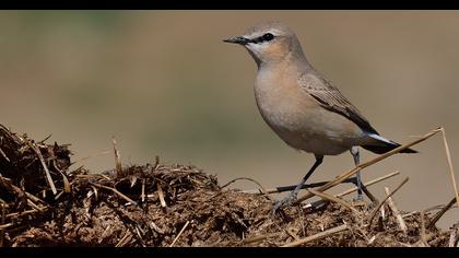 Isabelline Wheatear