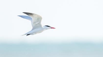 Caspian Tern