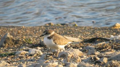 Kentish Plover