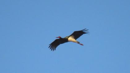 Black Stork