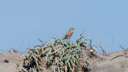 Northern Wheatear