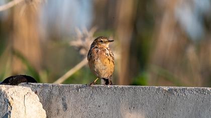 Red-throated Pipit