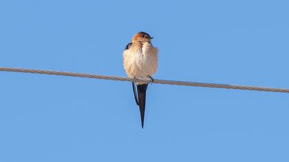 Red-rumped Swallow