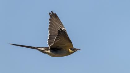 Great Spotted Cuckoo
