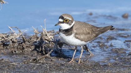 Little Ringed Plover