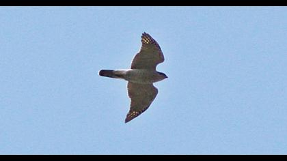 Northern Goshawk