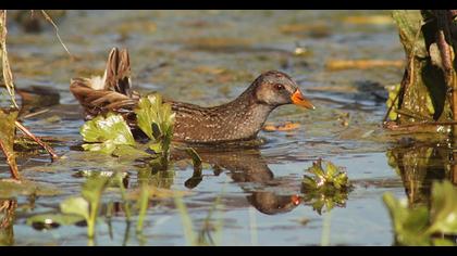 Spotted Crake