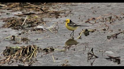 Citrine Wagtail