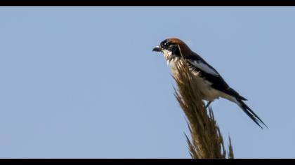 Woodchat Shrike