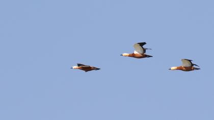 Ruddy Shelduck