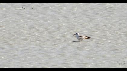 Caspian Gull